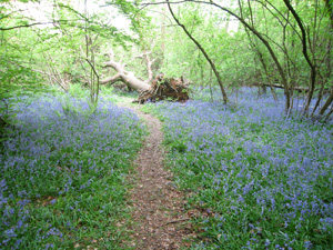 Countryside rambles