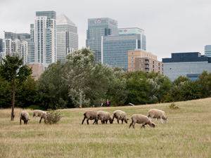 Workplace walks